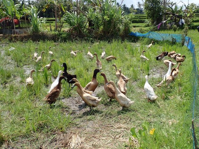 かわいいアヒルちゃんを見たら、行きましょ。