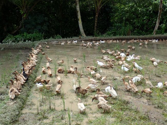 アヒルちゃんに癒されたら、そろそろ折り返し地点