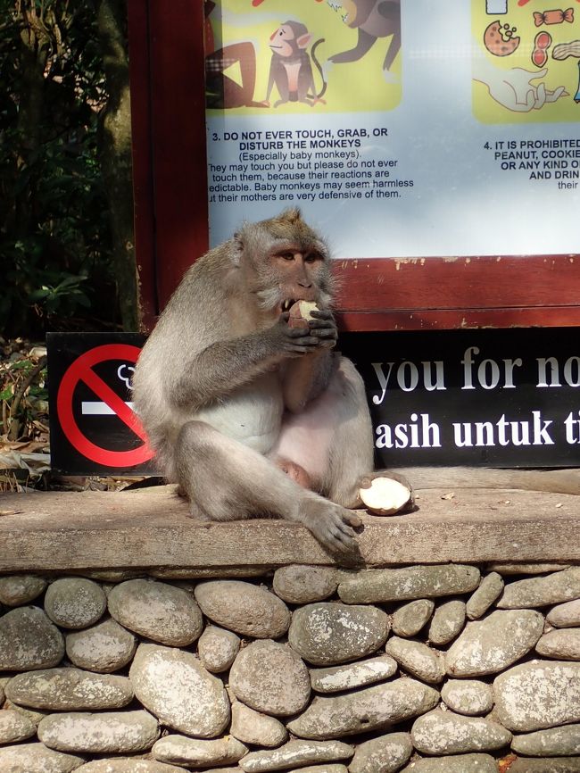 おさるさんはお食事中