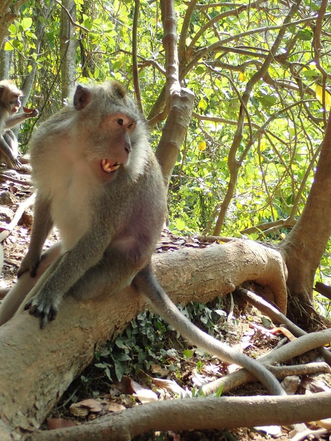 怒ってるおさるさん