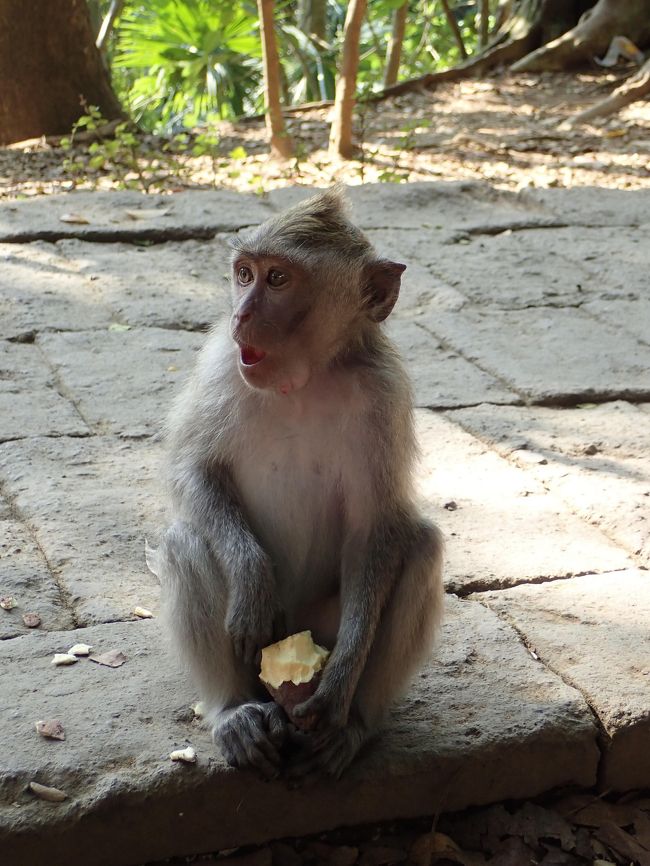 こちらも何か訴えてる