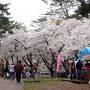 帰省ついでの春の旅2016 ～ 玉川温泉でちょっと岩盤浴＆角館は葉桜でした