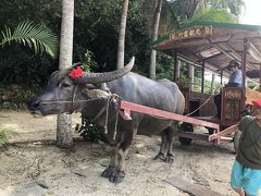 港に着くと、送迎バスに乗り込み集落の中心部に。

お邪魔したのは、竹富観光センター。
早速水牛車観光です。
乗せてくれるのはアーパー君！
マイペースでとても可愛かったー
石垣の街並みをゆっくり歩く、水牛車。
毎日せかせかしてる日常とは全く別の世界。
書いてる今でも、なごやかな気持ちになります。

最後に家族ごとにアーパー君と写真撮影しましたが、私の写りが悪すぎて購入は断念しました笑