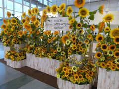 出発はいつもの羽田空港。
先月と同じひまわりのディスプレーがお出迎えです。

先月は気づかなかったですが、これ、造花じゃん(^^;;;