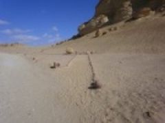 新世界遺産ワディ・イル・ヒタン＜カイロ近郊＞
Wadi Hitan National Park

クジラ渓谷
http://www.venicehosokawaya.net/tours_desert.htm