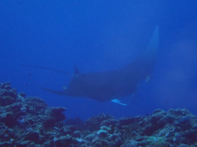 行っちまった。<br /><br />前から、気になっているのであるが、マンタって、どうやって交尾するのであろうか？<br /><br />マンタの下半身（？）をみても、つるっとして、何にもなさそうなんだが。。手のひらを合わせるような形になるのであろうか？