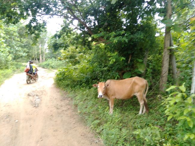 このような道をどんどん進んで行きます。