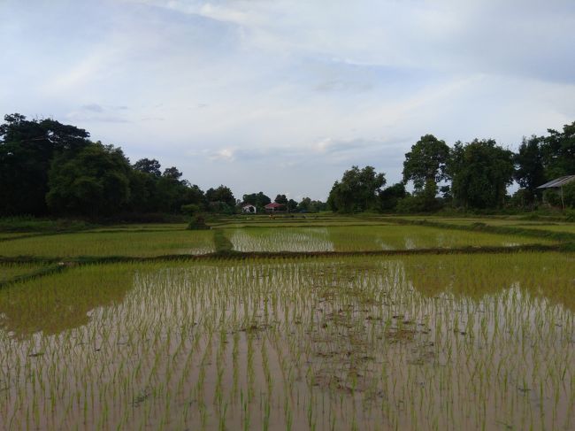 田んぼがありました。<br />自転車でデット島を１周するのに１時間程かかりました。