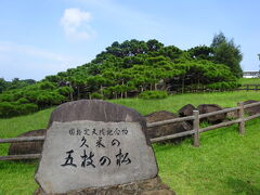 まず初めに案内されたのが「五枝の松」
国指定の天然記念物で樹齢は250年以上になるとのこと。
沖縄県の二大名松としても有名で、日本の名松100選にも選ばれているそうです。