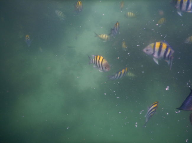 シュノーケリングでパンをあげると沢山の魚が寄って来ます<゜)#)))彡黄色の魚好きです＼(^o^)／