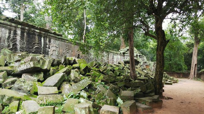 ジャングルの自然を感じますね！