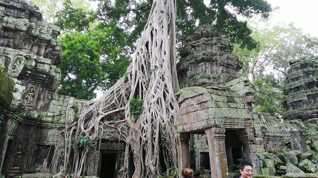 木と一体化してますね。