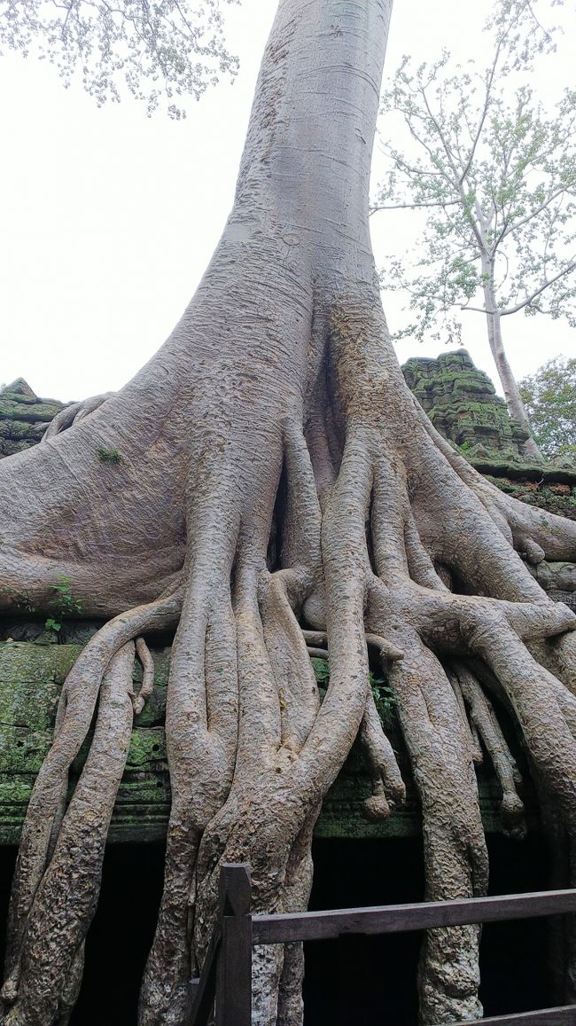 木を切ると、建物も崩れるらしい。<br />お天気が残念です～