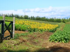 ケンメリの木の横のペンション前には、ひまわり畑