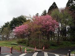 　途中，前沢SA（下り）でトイレ休憩。ここでこの旅初めての桜（八重桜）に出会う。