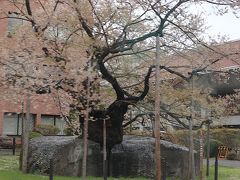 　盛岡地裁の前庭にある「石割桜」。樹齢360年を超えるエドヒガンザクラが，周囲21m の巨大な花崗岩の狭い割れ目から，岩を割るように突き出ており，国の天然記念物に指定されている。