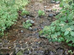 涼しい風が吹いてきました