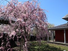 　バスガイドさんによると，しだれ桜は，花の色がピンクから白に，そして，灰色へと移り変わるとのこと。