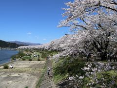   全長2kmにわたって，昭和９年（1934年）に現天皇の誕生を記念して植えられたソメイヨシノの並木が続く「桧木内川堤」