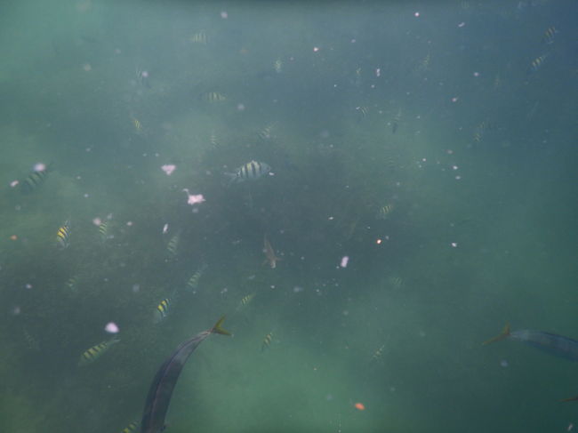 魚は沢山いて、エサを待ってますo(^o^)o