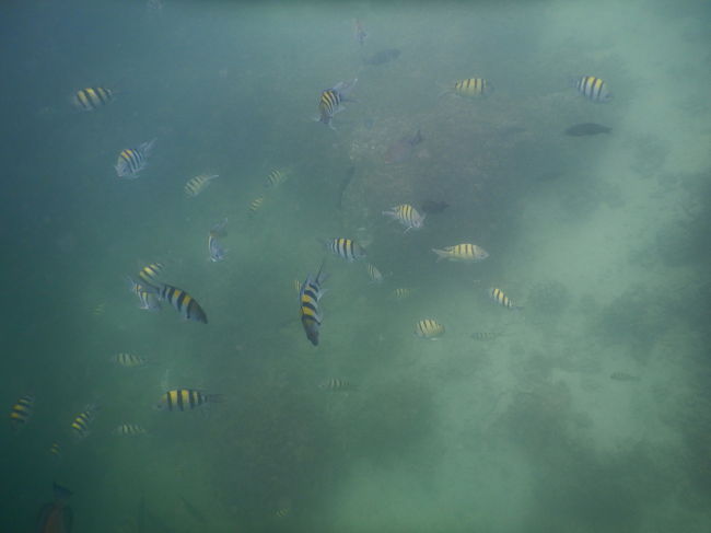 黄色の魚、いっぱい寄って来ました＼(^o^)／