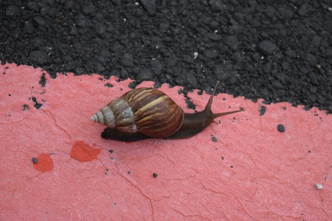 道路を這っていたカタツムリ。<br />日本と違って大きい。