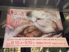 ヒカリエで開催していた猫がかわいいだけ展