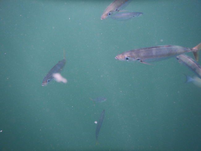 別の魚が沢山、寄って来ました。