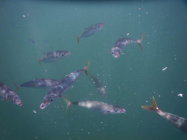 また、沢山寄って来ましたp(^^)q