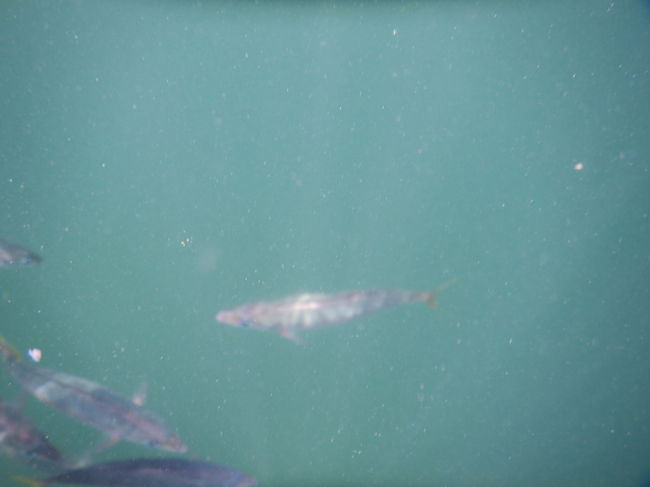 すぐに寄って来ます<゜)#)))彡