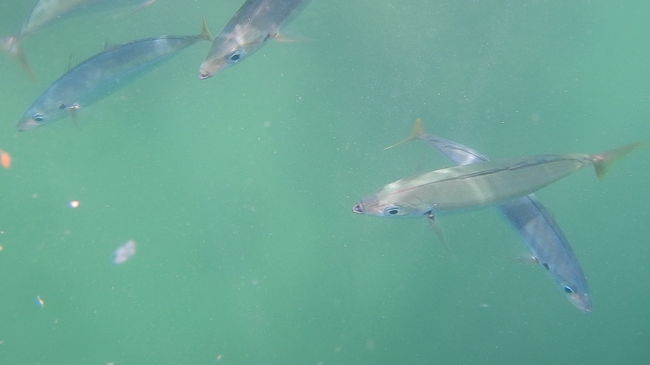 また、寄って来ました(^-^)