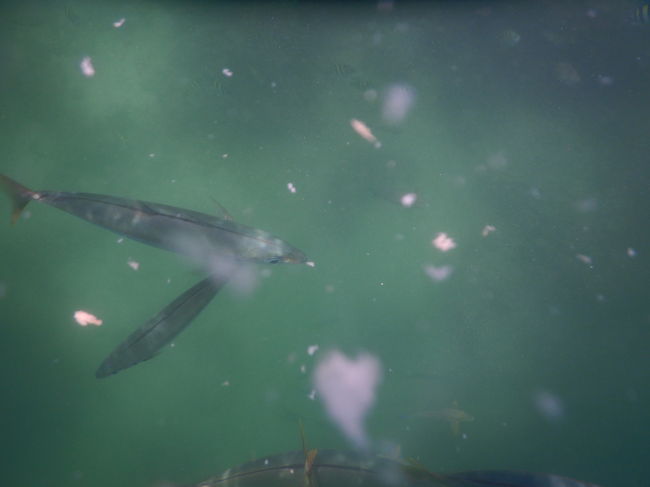 沢山のパンをあげるとすぐ寄って来ます<゜)#)))彡