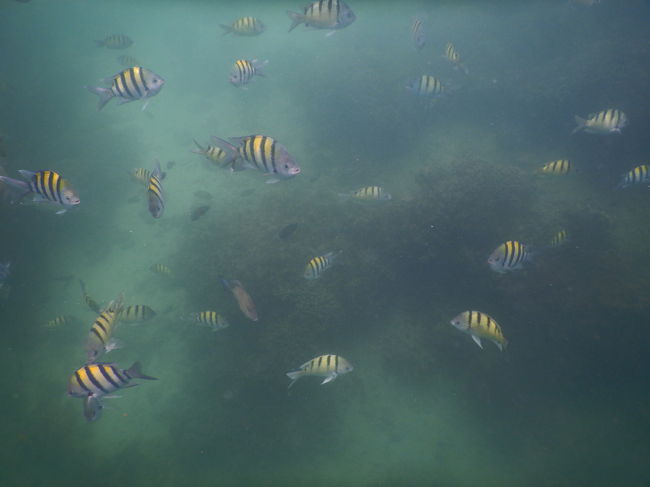 なぜか、この魚ばかり<゜)#)))彡