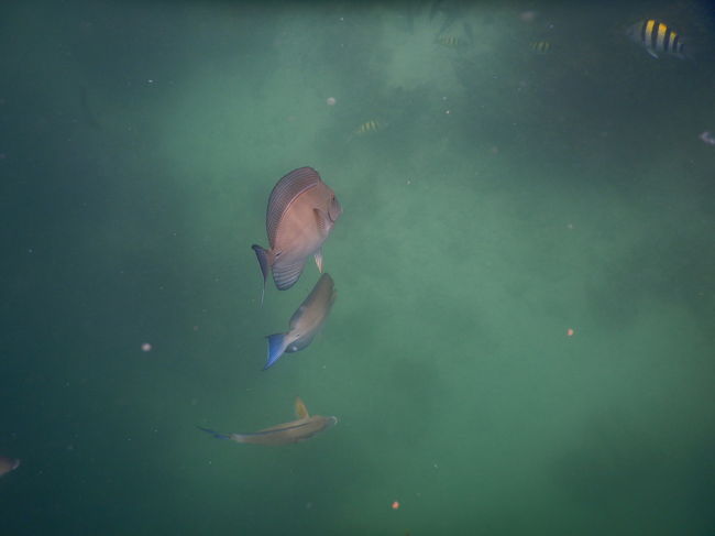 違う魚も寄って来ました＼(^o^)／