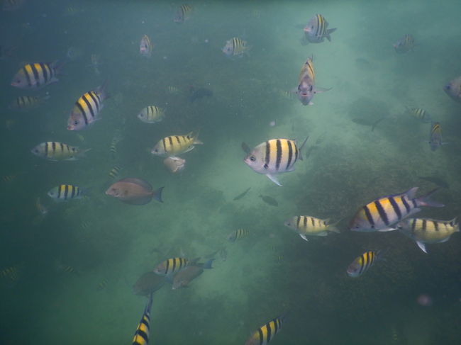 黄色のボーダーの魚の中に違う魚も交じって来ましたo(^o^)o