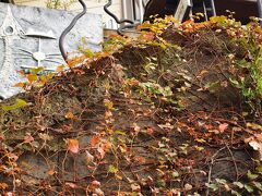 ギャラリーの石垣を彩る蔦紅葉
可愛い猫の作り物が目印！！
