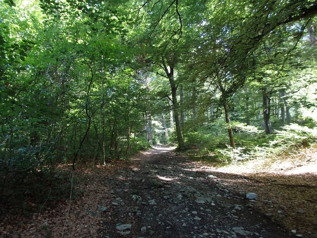 長閑な葡萄畑の中をハイキング