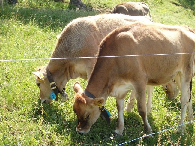 牛さんたちはお食事に夢中です。