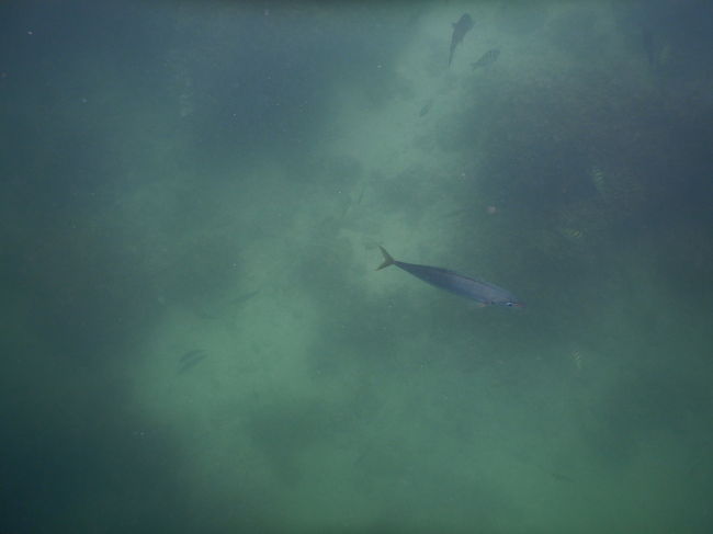 エサをあげなくても魚はいます。