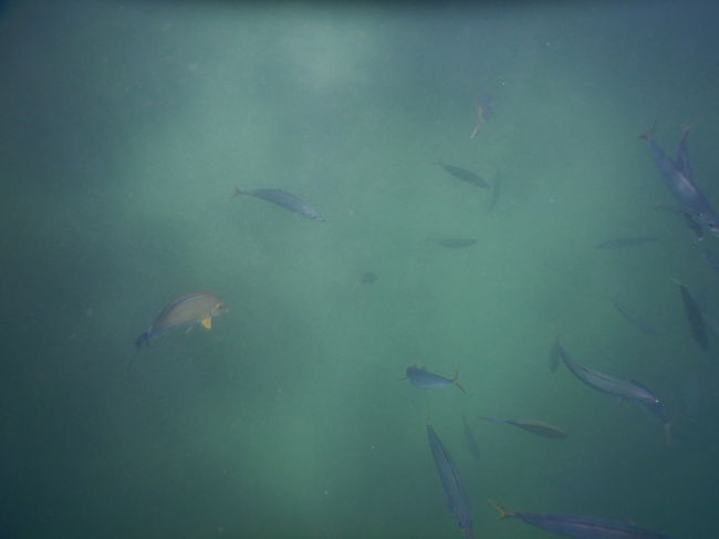 今度は違う魚が寄って来ましたo(^o^)o