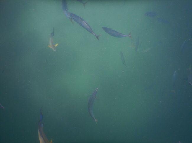 次は青い魚ばかりですねぇ～(^-^)v