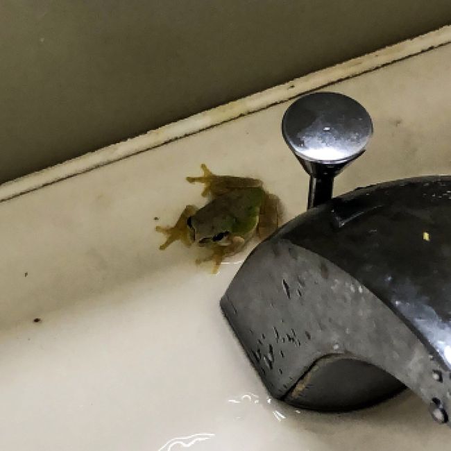 お手洗いで珍しくカエルさんを見つけました。元気だね～。