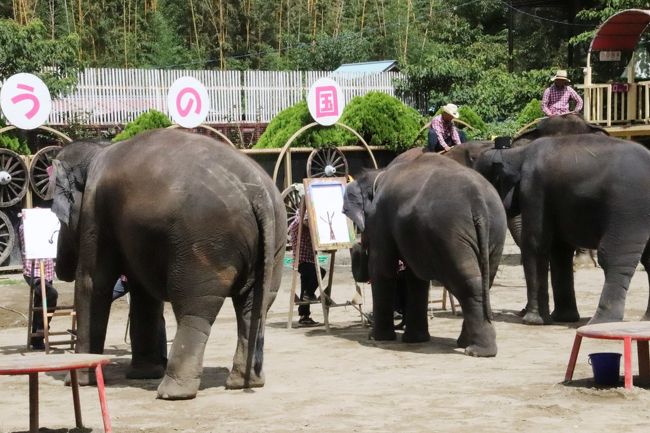 赤ちゃんゾウたちがいる市原ぞうの国に再訪 2 ぞう特集 大はしゃぎのもも夏ちゃんとら夢ちゃん ショーに出始めた ももちゃん 市原 千葉県 の旅行記 ブログ By まみさん フォートラベル 赤ちゃんゾウたちがいる市原ぞうの国に再訪 2 ぞう特集 大はしゃぎのもも夏ちゃんとら夢ちゃん ショーに出始めた ももちゃん 市原 千葉県 の旅行記 ブログ By まみさん フォートラベル