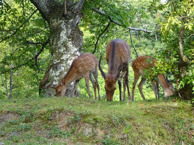 と、右手に三頭の鹿発見！！黙々と草を食んでいます。しょっぱなから鹿に会えるとは、さすが奈良！！　なんぼ野生とはいえ、人んちの庭でもどこでも出没自由なんですね！国の天然記念物はやっぱり大事にされてるんだ！