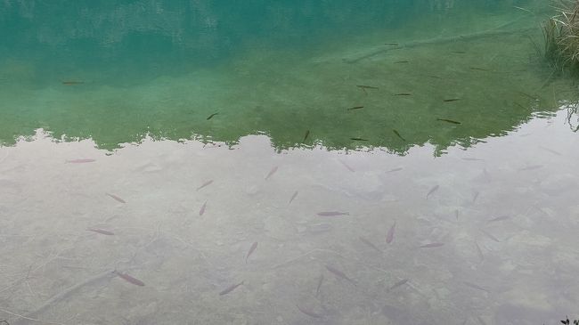 魚がとてもたくさんいるのですが、ヒレを動かすでもなく、まるで木の葉のようです。不思議！