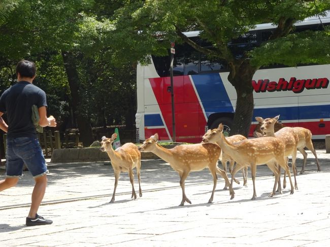 この方は鹿せんべいを持っているようで、鹿たちに追われて逃げ回っていました。彼は喜んでんのかな？怖がってんのかな？