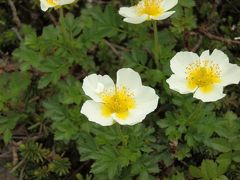 北海道大雪山の短い夏に咲く可憐な高山植物 旭岳 天人峡 白金 北海道 の旅行記 ブログ By ガッサンさん フォートラベル 北海道大雪山の短い夏に咲く可憐な高山植物 旭岳 天人峡 白金 北海道 の旅行記 ブログ By ガッサンさん フォートラベル