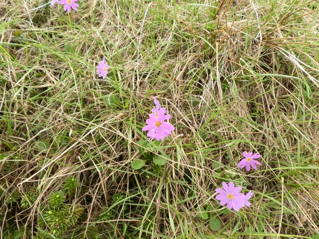 北海道大雪山の短い夏に咲く可憐な高山植物 旭岳 天人峡 白金 北海道 の旅行記 ブログ By ガッサンさん フォートラベル