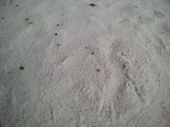 次はカイジ浜
つぶつぶに見えるのはヤドカリ。