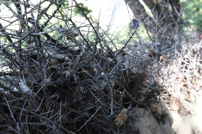 NO30　(8/12 8:12)<br />※家の塀や石垣の上にある、このようなトゲのある枯れ木が気になった。<br />※不法者(物)の侵入阻止材と思われる。このトゲのある木は「写真NO31番」の木が枯れたもの。ガイドによると、この木は薬草となり「シャジ」という。この地に多く生えていた。